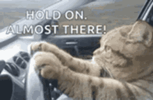 Hold On GIF - Hold On Cat GIFs