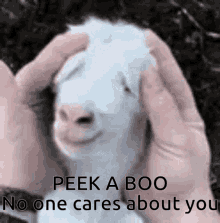 No One Cares About You Goat GIF - No One Cares About You Goat Peekaboo GIFs