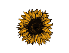 sunflower art atack flowers