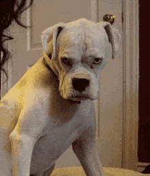 Dogs Boxer GIF - Dogs Boxer Seriously GIFs