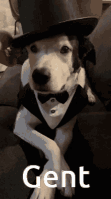 Gentleman Dog GIF - Gentleman Dog Tophat GIFs