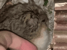 Angry Hamster GIF - Angry Hamster Hamster Meme GIFs