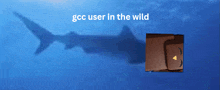 a picture of a shark with the words " ggc user in the wild " below it