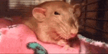 Hamster Rage GIF - Hamster Rage Clench Fist Hamster GIFs