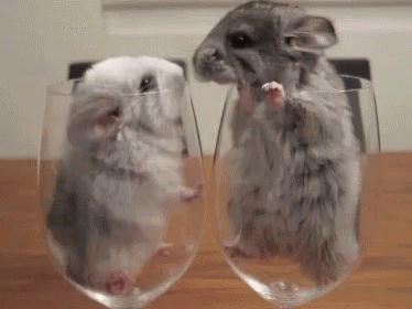 Funny Animals Cute GIF - Funny Animals Cute Animal - Discover & Share GIFs