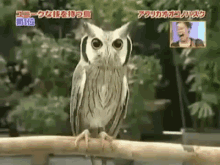 Evil Owl Aka Count Drowlcula! GIF - Owl Transformer Owl Terrifying GIFs