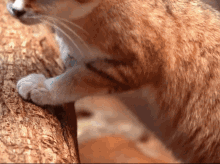 Sand Cat GIF - Sand Cat Cats GIFs