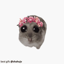 Hamstii Bi Eye Hamster GIF