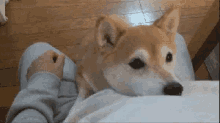 Doge Shiba GIF - Doge Shiba Inu GIFs