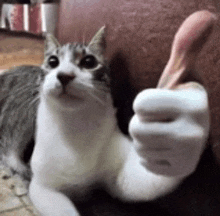Cat Cat Thumbs Up GIF - Cat Cat Thumbs Up Thumbs Up GIFs