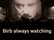 Birb Always Watching GIF - Birb Always Watching Always GIFs