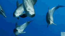 Hello GIF - Dolphins Curious Looking GIFs