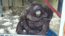 a monkey is sitting in a cage with a blue bucket in front of it