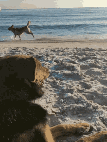 Dog Run Soon Spin Beach Fun Dog GIF - Dog Run Soon Spin Beach Fun Dog GIFs
