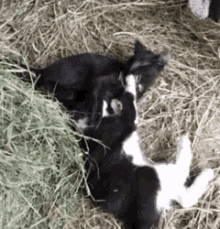 Kittens Farm GIF