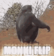 flip monkey