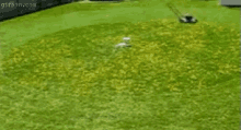 Lazy Or Genius Lawnmowing? GIF
