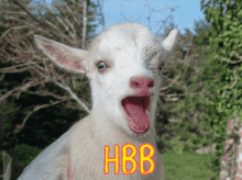 Habibi Goat GIF - Habibi Goat GIFs