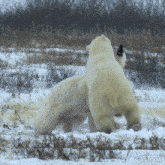Fighting Polar Bear GIF - Fighting Polar Bear Our Living World GIFs