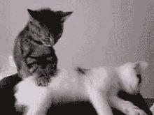 Melting The Stress Away GIF - Cats Pets Cute GIFs