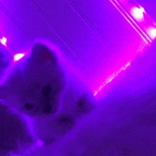 Cute Cat Purple GIF