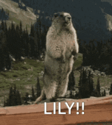 a ground squirrel standing on its hind legs with the words lily written on the bottom