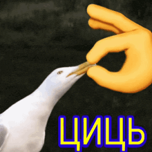 a seagull is being fed by a yellow hand with the word chich in blue letters