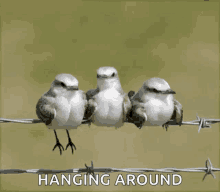 Bored Hanging Around GIF - Bored Hanging Around Bird GIFs
