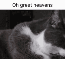 Cat Oh Great Heavens GIF - Cat Oh Great Heavens Oh Dear GIFs