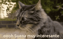 Suena Muy Interesante Funny Animals GIF - Suena Muy Interesante Funny Animals Cat GIFs
