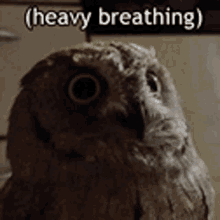 Owl Heavy GIF - Owl Heavy Breathing GIFs