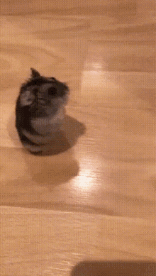 Puddi Hamster GIF - Puddi Hamster GIFs
