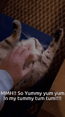 a person petting a cat with a caption that says ' so yummy yum yum in my tummy tum tum !!! '