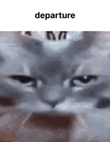 a close up of a cat 's face with the word departure written above it