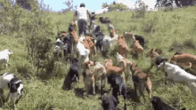 a man leads a herd of dogs in a field