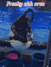 a picture of a killer whale with the words " freaky ahh orca " above it