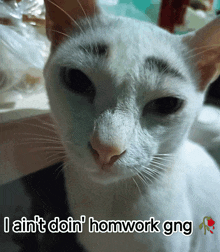 a white cat with the words i ain 't doin ' homwork gng written below it
