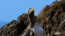 Searching World Penguin Day GIF - Searching World Penguin Day Penguinpalooza GIFs
