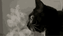 Funny Cat GIF - Funny Cat What GIFs