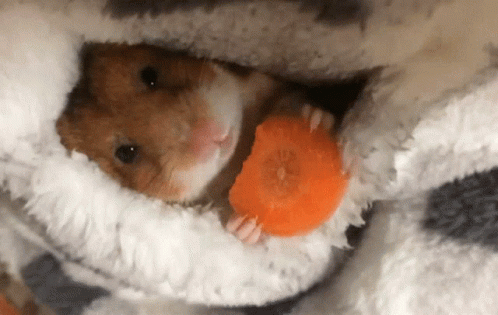 Hampster Hamster GIF - Hampster Hamster Cute GIFs