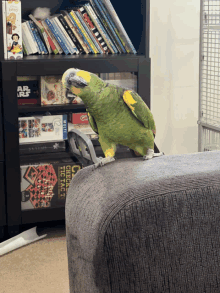 Bird Parrot GIF - Bird Parrot Amazon GIFs