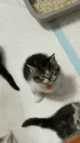 Kitten Angry GIF - Kitten Angry GIFs