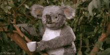 Koala Glasses GIF - Koala Glasses Punch GIFs