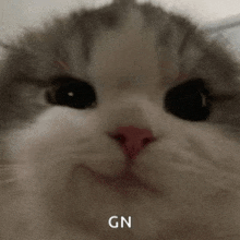 a close up of a cat 's face with the word gn on it .