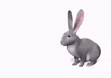 Kelinci Rabbit GIF - Kelinci Rabbit Aww Kelinci GIFs