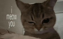 a close up of a cat with the words " i meow you " above it