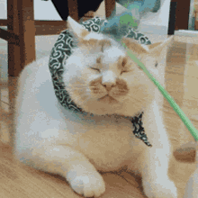 a white cat wearing a bandana laying on the floor with its eyes closed