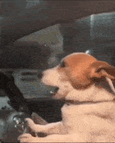 a brown and white dog is sitting in the driver 's seat of a car with its mouth open .