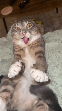 a cat sticking its tongue out while laying on its back