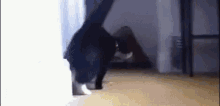 Cat Roll GIF - Cat Roll Floor GIFs